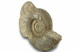 Jurassic Ammonite (Stephanoceras) Fossil - France #244474-2